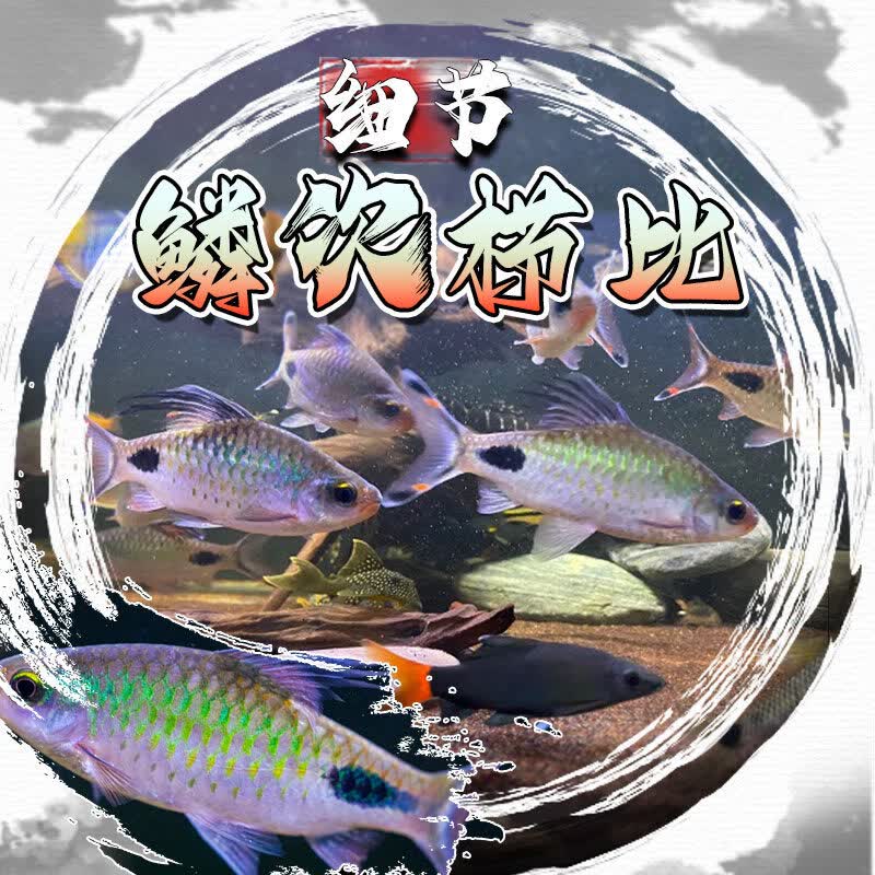 易萌紫红两点鲫热带鱼观赏鱼彩虹钻石鲫黑影道人小型宠物活体淡水鱼苗 紫红两点鲫3条7-9cm
