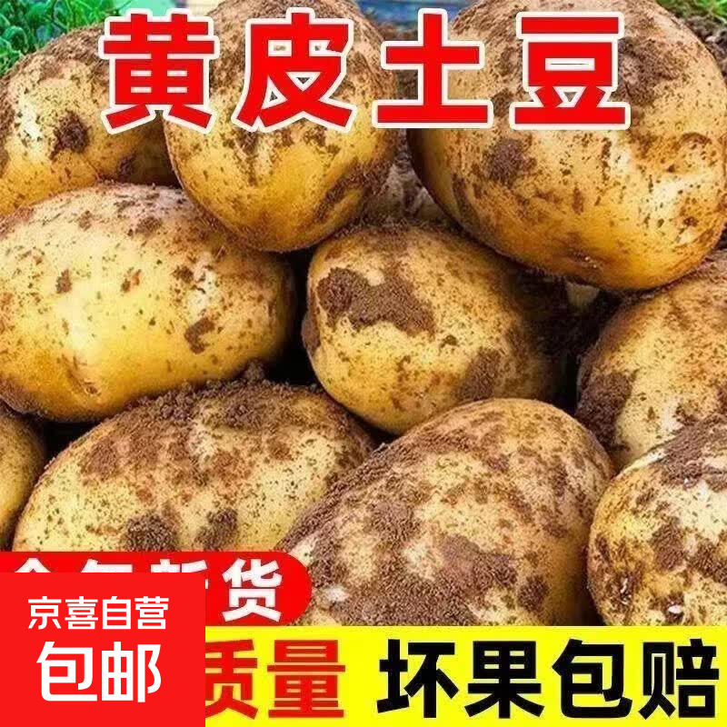 山地原生态黄皮黄心洋芋现挖新鲜马铃薯农家正宗黄心土豆批发 农家山地现挖土豆小果 带箱2斤