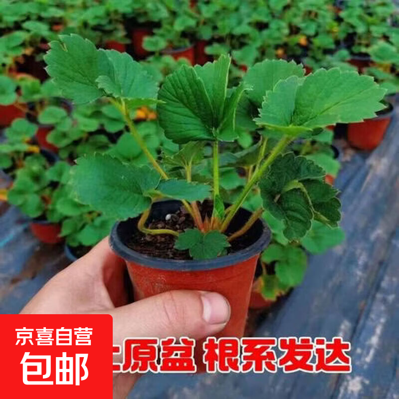 草莓苗奶油草莓苗带盆带土带叶发货草莓大果品种阳台庭院种植 红双色杯【中苗】 1盆