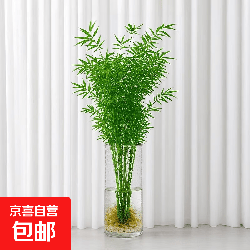 水培植物富贵竹天堂鸟白掌鸭脚木室内米竹子绿植花卉办公桌面好养 20颗米竹35-45cm+营养液【不含盆】 无规格