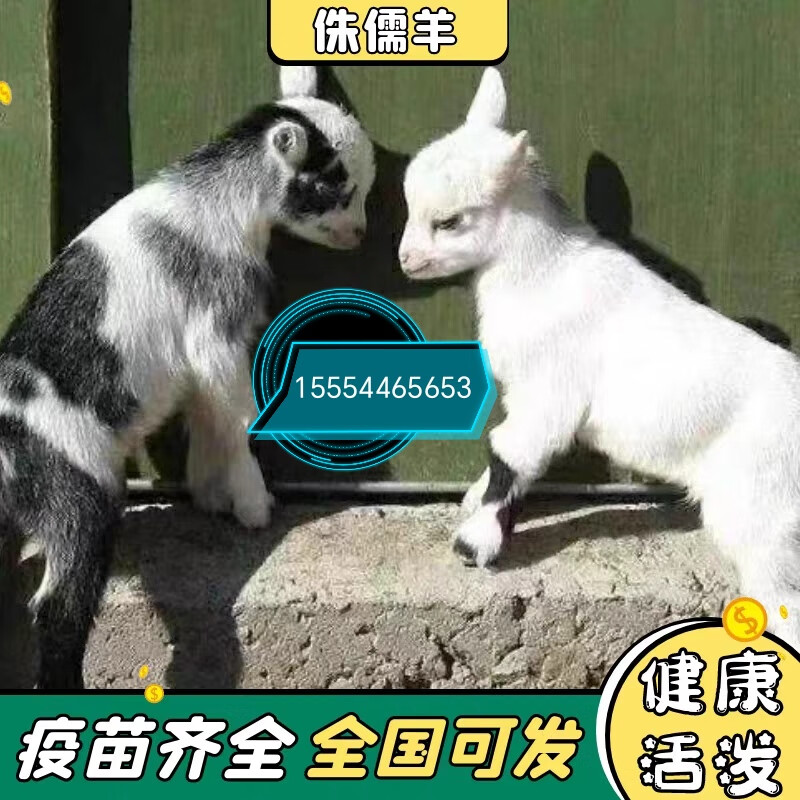 宠物羊活体侏儒羊幼仔景区观赏宠物羊幼崽小羊仔活苗小羊羔养殖技