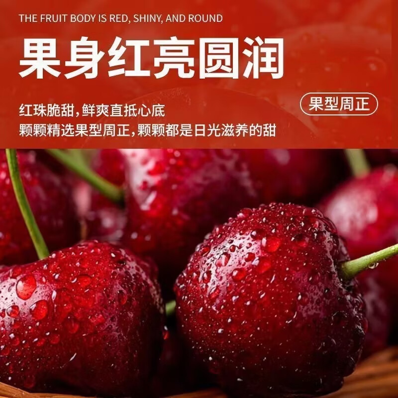 东东田山东大樱桃【早熟品种 只卖5天】国产车厘子当季现摘新鲜孕妇水果 4斤(净重) 精品果20-26mm