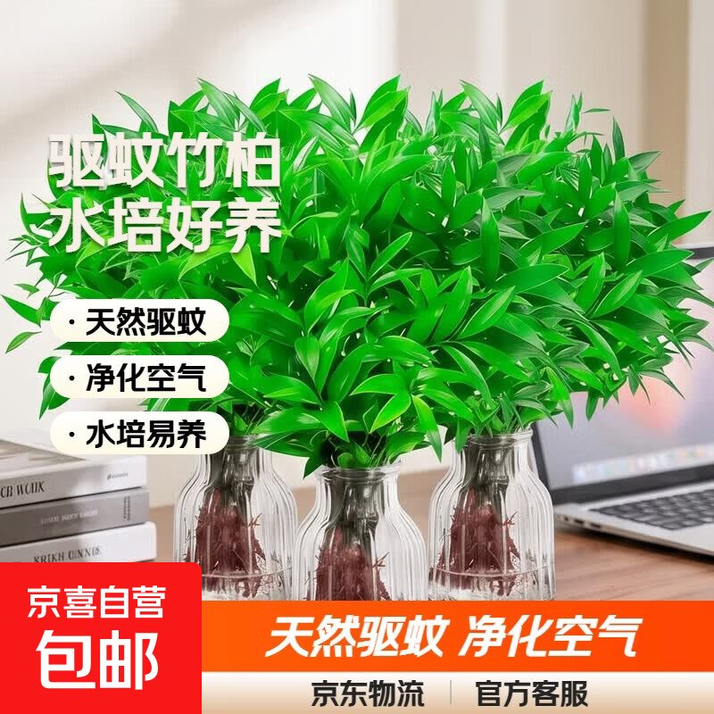 渠道专享驱蚊竹柏水培植物大棵绿植花卉客厅办公室内桌面盆栽好养 精品驱蚊竹柏：高20-25cm【5棵】不含瓶