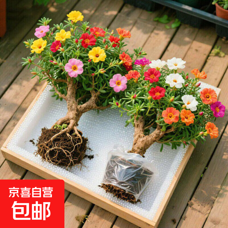重瓣太阳花老桩多色多季开花植物太阳花苗带根耐寒庭院阳台易养活 【2棵】重瓣混色太阳花老桩+送肥料