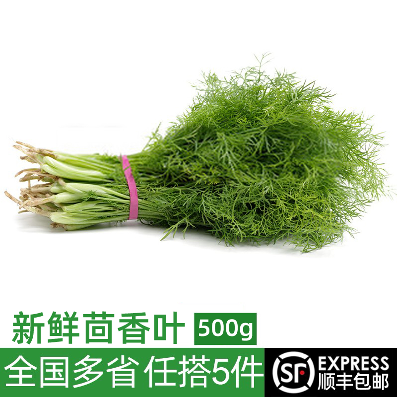 绿食者 新鲜茴香叶500g 茴香苗 饺子馅料茴香菜西餐香料蔬菜