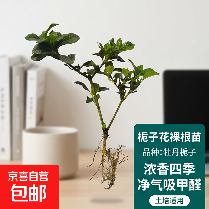 浓香型大盆牡丹栀子花四季开花卉绿植室内桌面盆栽净化空气吸甲醛 裸根试种1苗（不带盆） 高度20-25cm冠幅10cm