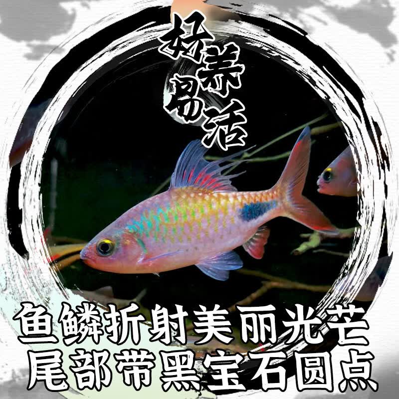 易萌紫红两点鲫热带鱼观赏鱼彩虹钻石鲫黑影道人小型宠物活体淡水鱼苗 紫红两点鲫3条7-9cm