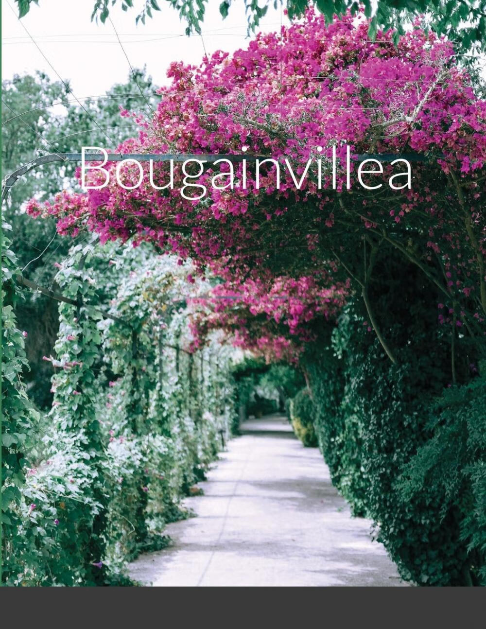 预售 按需印刷 bougainvillea