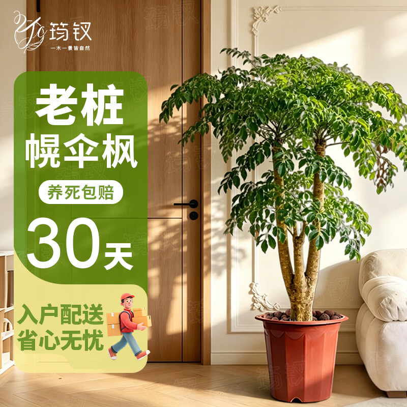 筠钗老桩幌伞枫大型幸福树客厅室内绿植大盆栽办公室落地植物四季好养 【老桩幌伞枫】1.6-1.8m/7公分（原土盆）