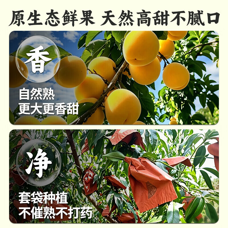 蒙阴黄桃正宗山东临沂黄毛红油桃蜜甜新鲜桃子水果礼盒端午节送礼 3.5斤果王礼盒装【单果150g-175g】 50老树新鲜现摘现发【京东顺丰-多地次日达】