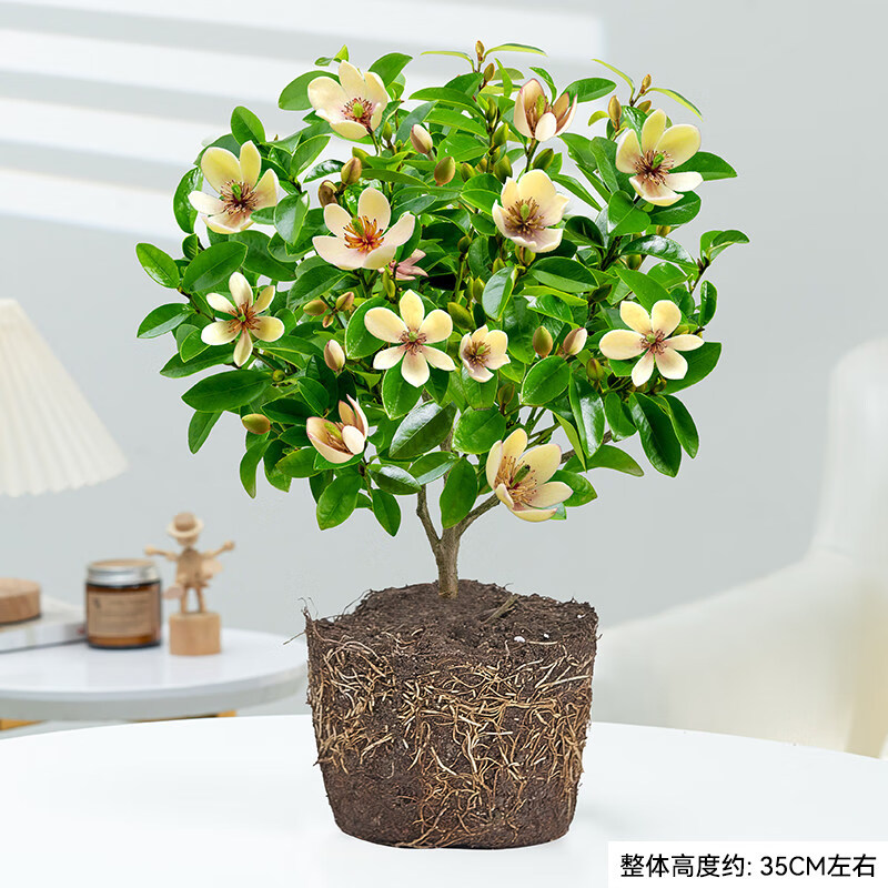 中梦 含笑花盆栽树苗四季阳台室外好养开花浓香型庭院易活观花植物