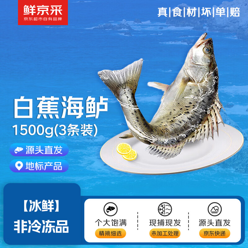 鲜京采【京东自有品牌】冰鲜白蕉海鲈鱼净重500g *3条 地标鱼类源头直发