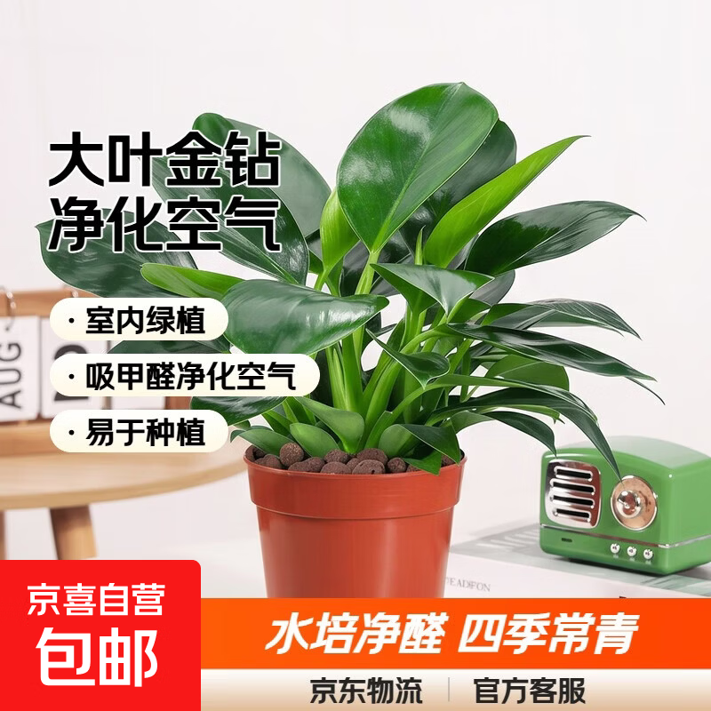 【亏本冲量】大叶金钻绿公主四季常青吸甲醛室内绿植可水培净化 大叶金钻/铂金钻盆栽随机发 1盆（约15厘米左右）