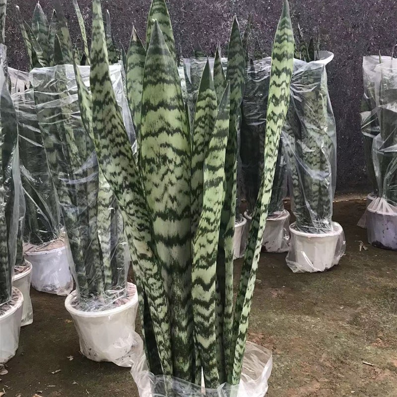 虎皮兰大盆虎尾兰盆栽客厅新装修房子净化空气银脉大颗虎皮兰 银脉80