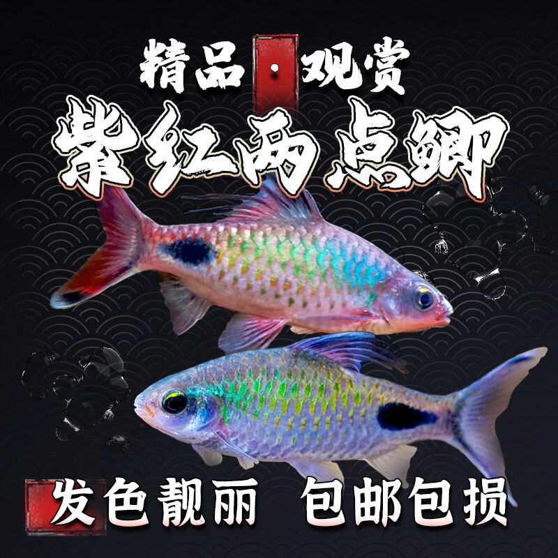 易萌紫红两点鲫热带鱼观赏鱼彩虹钻石鲫黑影道人小型宠物活体淡水鱼苗 紫红两点鲫3条7-9cm