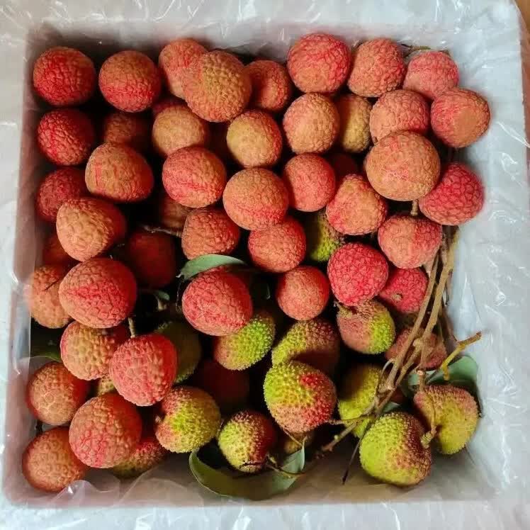潭寨[带枝叶-更保鲜]高州妃子笑荔枝妃子枝老树大果顺丰包邮当天现摘 24g+/每个-高州荔枝-顺丰送上门 【树粗5cm的果】净4.5斤-妃子笑-带枝叶