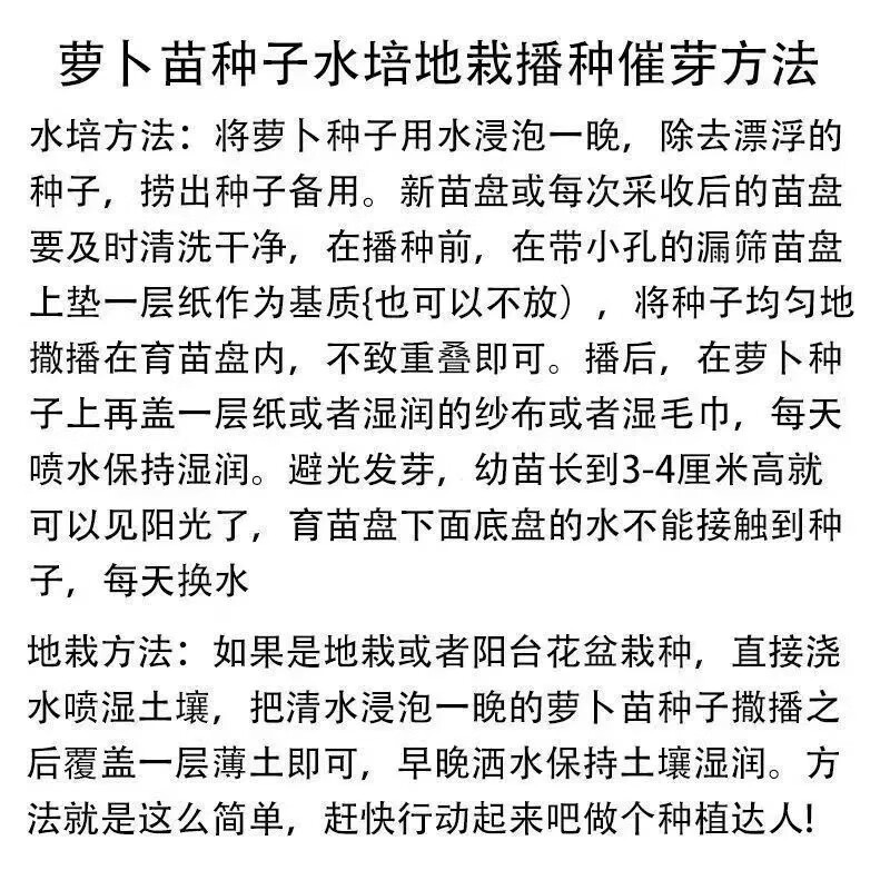 萝卜苗种子四季萝卜菜种籽萝卜樱青菜籽阳台盆栽农家庭院春季蔬菜 四季萝卜苗种子500克【可水培】