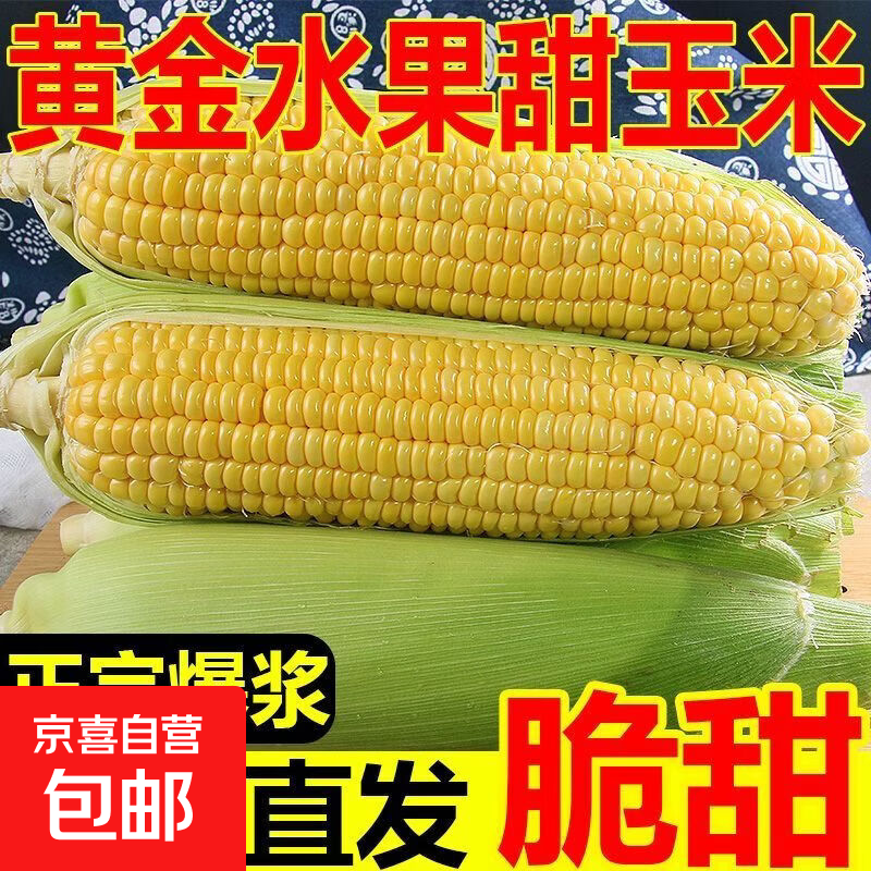 云南新鲜现摘水果玉米太阳花金银甜玉米人工精选低脂多汁可生食 带箱带壳独立保鲜发货 5斤装 净重