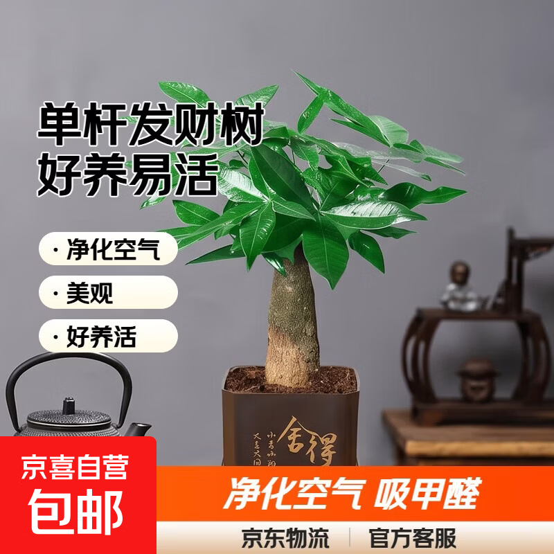 【带盆高度约15-25cm】发财树盆栽室内植物客厅办公室吸甲醛好养 单杆发财树+塑料四方舍得盆+小方底座 花盆直径约8cm