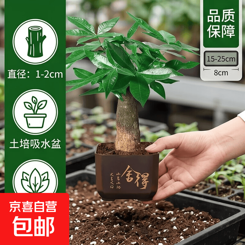 发财树盆栽室内植物客厅吸甲醛好养活净化空气办公室花卉桌面绿植 单杆发财树+塑料四方舍得盆 整体高度约15-25cm，花盆直径约8cm