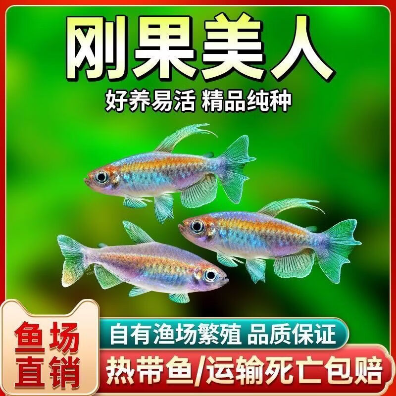 易萌刚果美人鱼热带鱼观赏鱼电光美人石美人斑马鱼宠物活体鱼苗群游鱼 刚果美人公鱼10条7-8cm