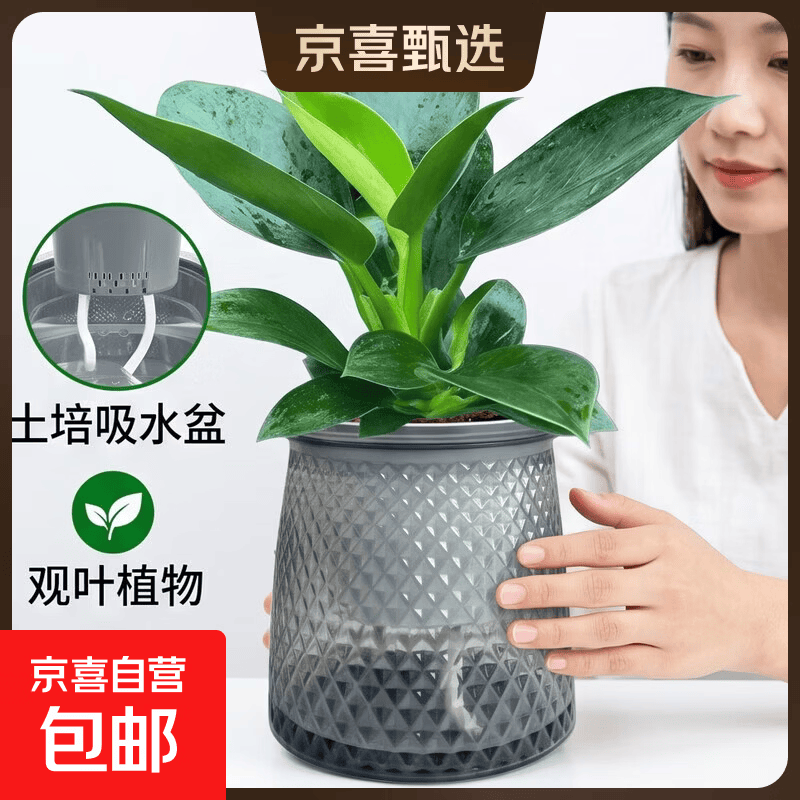 大叶金钻绿公主盆栽植物除甲醛绿植办公室四季常青室内客厅摆放全 【1盆】金钻+灰繁星吸水盆 含盆高度15-20厘米