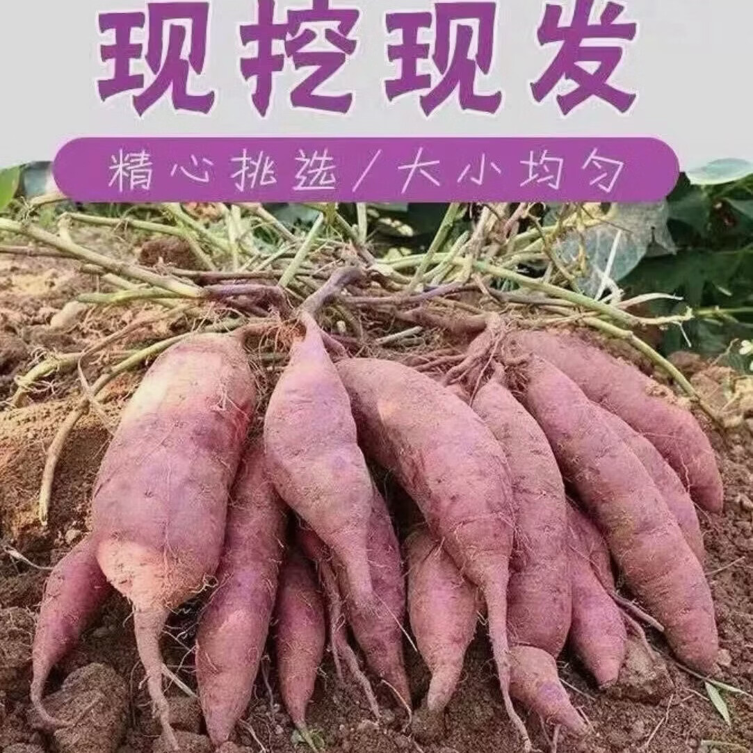 广东特产一点红番薯 冰淇淋红薯 粉糯无丝当季新货红薯 9斤装大果 广东一点红番薯，无丝无渣，整箱发货