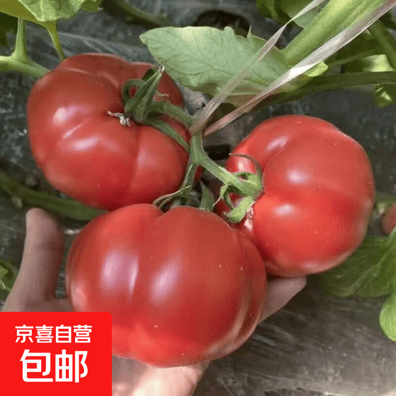 【口感柿子】普罗旺斯西红柿新鲜水果柿子沙瓤番茄农家蔬菜批发 1斤带箱普罗旺斯 0.8斤