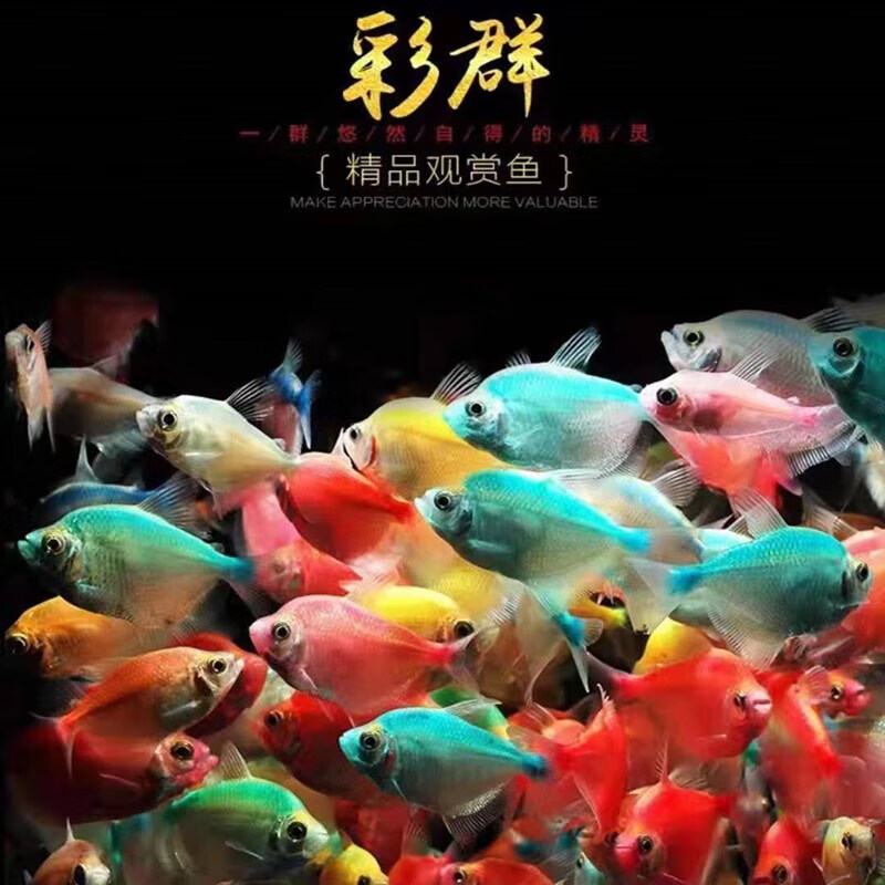 群鱼天使鱼冷水好养低氧宠物观赏鱼小型鱼群游鱼灯科鱼 彩裙鱼5 1备损