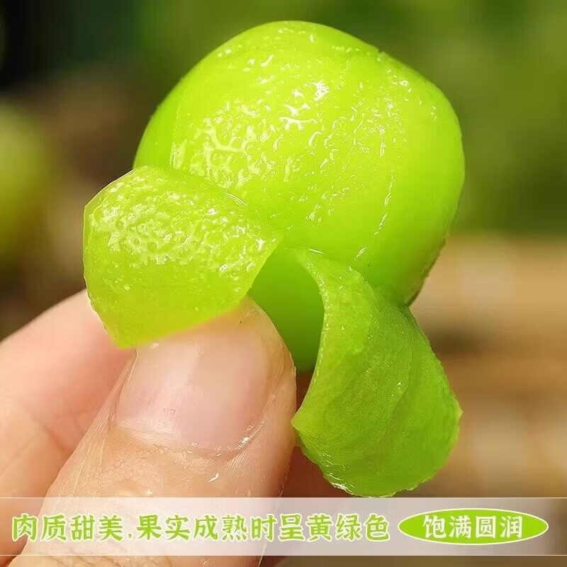 佳果家美阳光玫瑰葡萄新鲜整箱生鲜水果礼盒孕妇应季水果【京东快递】 特级果净重4斤【单果8-13g】