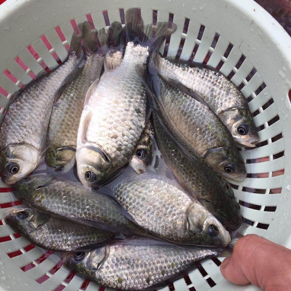 lism新鲜鲫鱼小夜湖白鲫鱼河鱼味道鲜美鲗鱼炖汤河鲜 2斤装