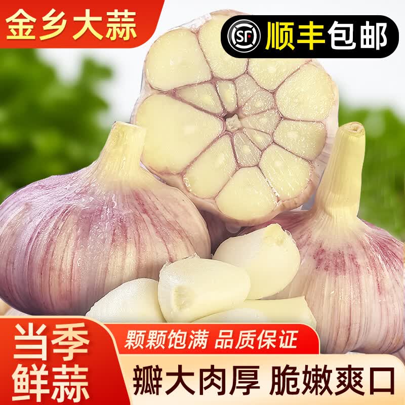 金乡大蒜【原产地直发】山东鲜蒜颗粒饱满紫皮红皮大蒜蒜头2026坏果包赔 净重3斤 鲜蒜 优选大果 50-55mm
