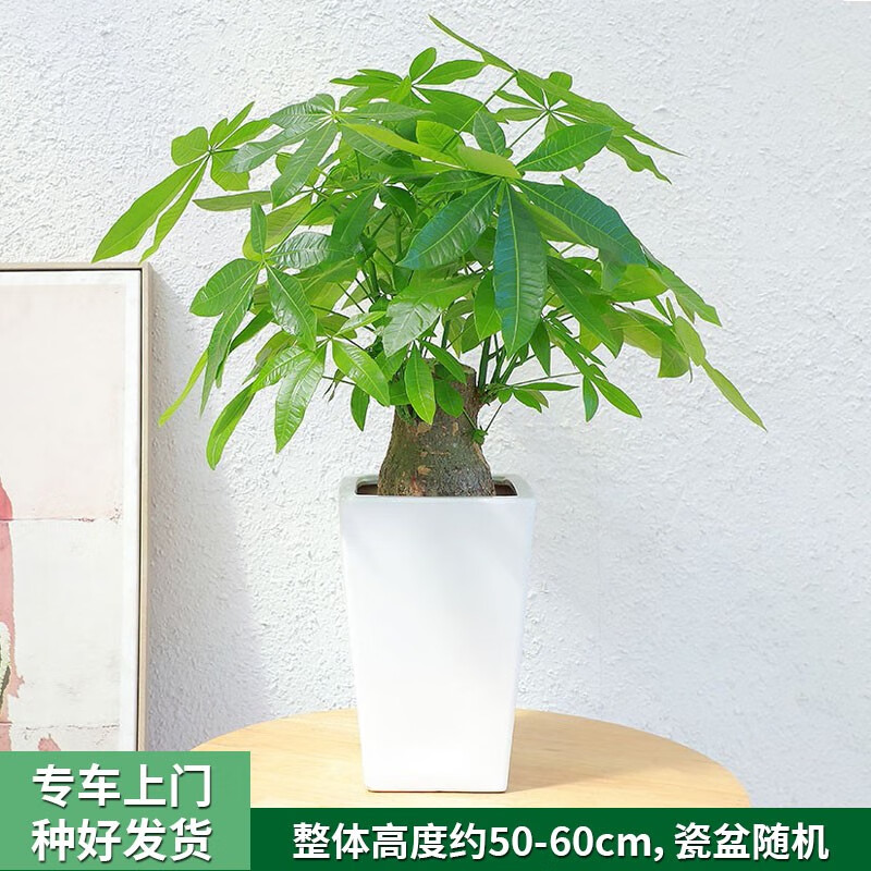 only you【两小时达】小步步高发财树盆栽室内植物办公室盆景送客户
