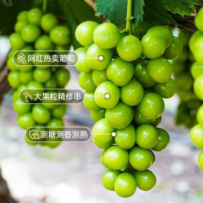 东鲜丰云南阳光玫瑰葡萄青提晴王香印水果现摘现发 净重4斤【单果8g+】