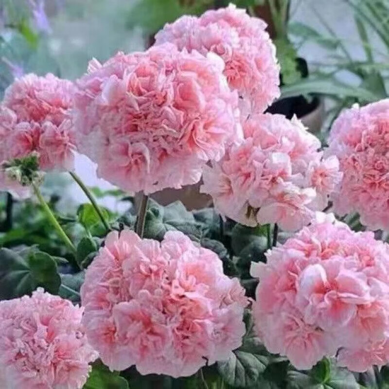 重瓣花苗盆栽植物庭院阳台绿植花卉室内外易养 初石 1粉蔷薇【加肥料