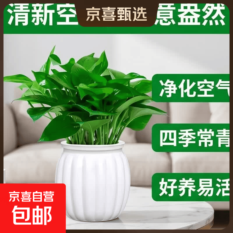 特价绿萝盆栽室内客厅办公室吸甲醛净化空气水培植物绿植花卉好养 【1盆】绿萝+白色南瓜盆自吸水 整体含盆高度20-25cm