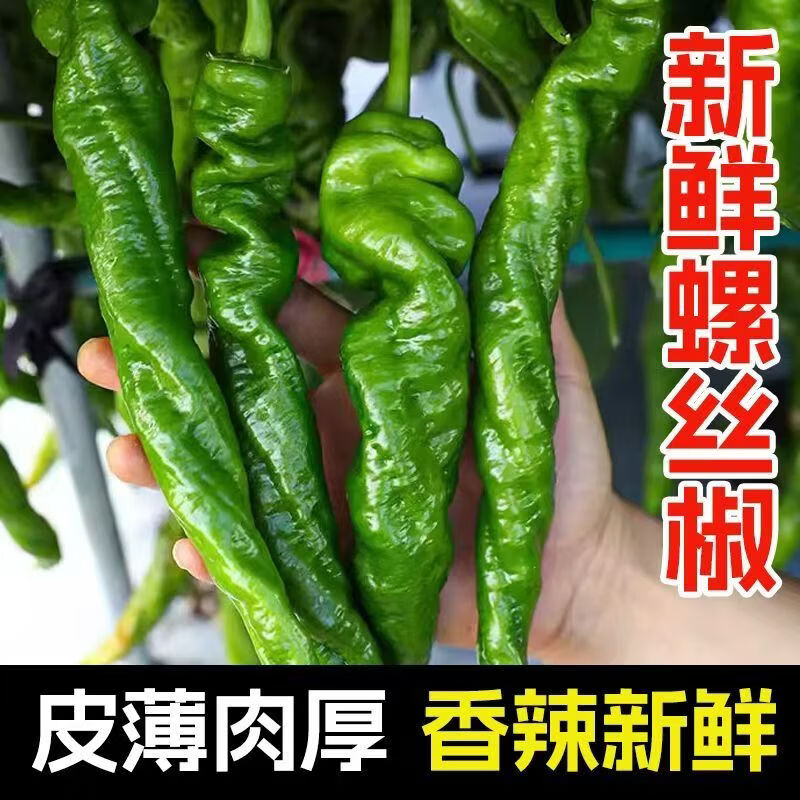 香辣螺丝椒5斤 14.9元 - 线报酷