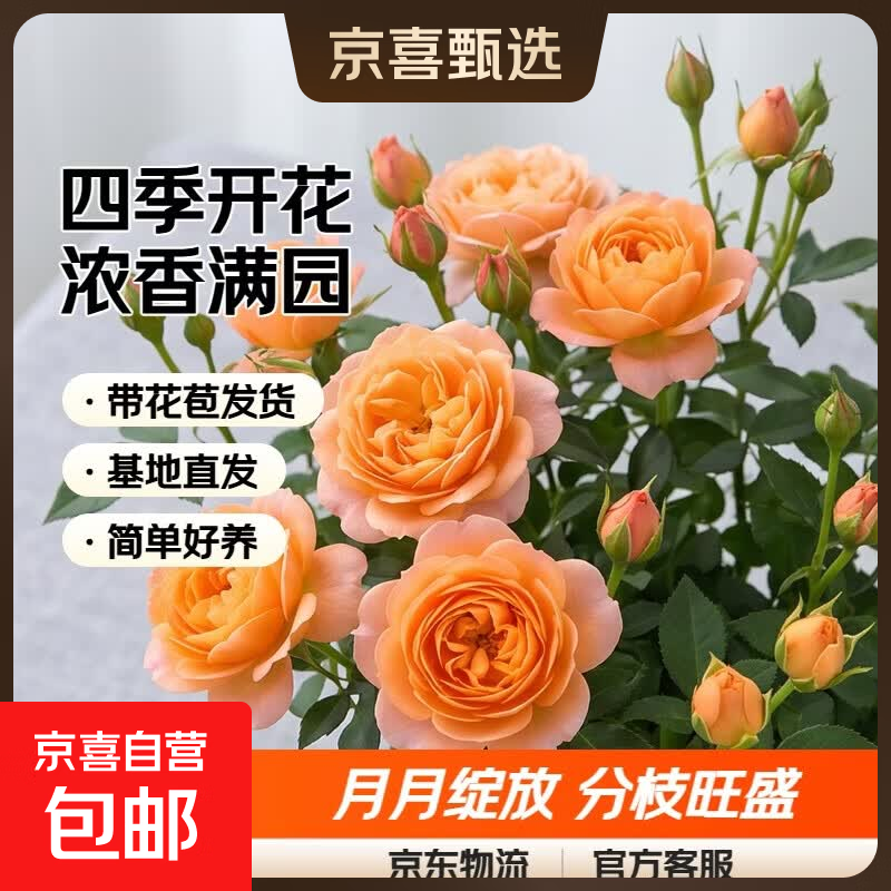 果汁阳台月季花苗四季开花卉盆栽绿植物室内花易活玫瑰带花苞庭院 果汁阳台【大花浓香，月月开分枝多】 【带花苞】【盆口径15cm】原盆冠25高35