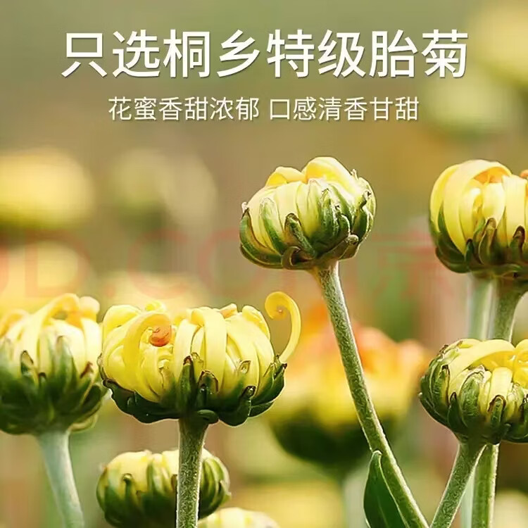 同仁堂（TRT）正品特级桐乡胎菊特一级去火清肝明目清热润燥泡茶喝精选特级胎菊 精选一级胎菊 125g*4罐 含罐装