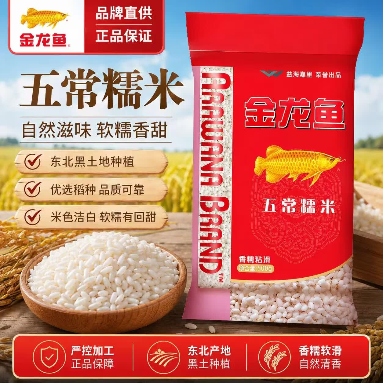 金龙鱼五常糯米500g 一级圆糯米 江米包粽子  糯米 杂粮 粽子 糯米一斤 五常糯米500g*1