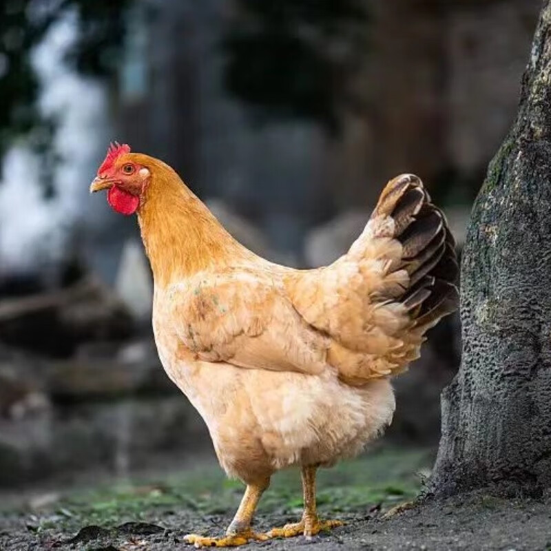 半斤三黄鸡活苗脱温散养土鸡幼崽肉鸡小鸡仔活物半大家禽批发 半斤