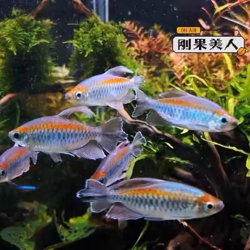 易萌刚果美人鱼热带鱼观赏鱼电光美人石美人斑马鱼宠物活体鱼苗群游鱼 刚果美人公鱼10条7-8cm