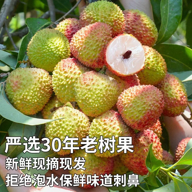 潭寨[带枝叶-更保鲜]高州妃子笑荔枝妃子枝老树大果顺丰包邮当天现摘 24g+/每个-高州荔枝-顺丰送上门 【树粗5cm的果】净4.5斤-妃子笑-带枝叶