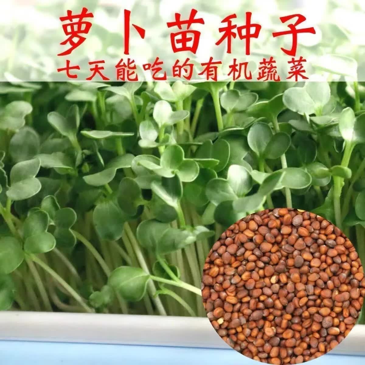 萝卜苗种子四季萝卜菜种籽萝卜樱青菜籽阳台盆栽农家庭院春季蔬菜 四季萝卜苗种子500克【可水培】