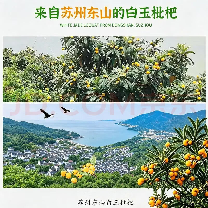 当天发货【正宗】苏州东山白玉枇杷JD多地次日达孕妇老人小孩水果 5斤96颗