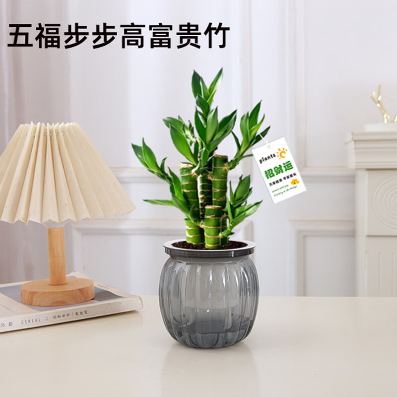 绿有意步步高观音竹富贵荷花竹水养土培盆栽室内桌摆植物吸甲醛水培植物 步步高富贵竹（灰色南瓜吸水盆）+招财卡 含盆