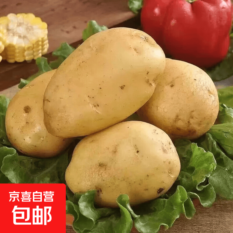 京喜加高山农家原生态黄心洋芋黄皮现挖土豆正宗马铃薯源头直供新鲜蔬菜 农家自种土豆小果 带箱1斤