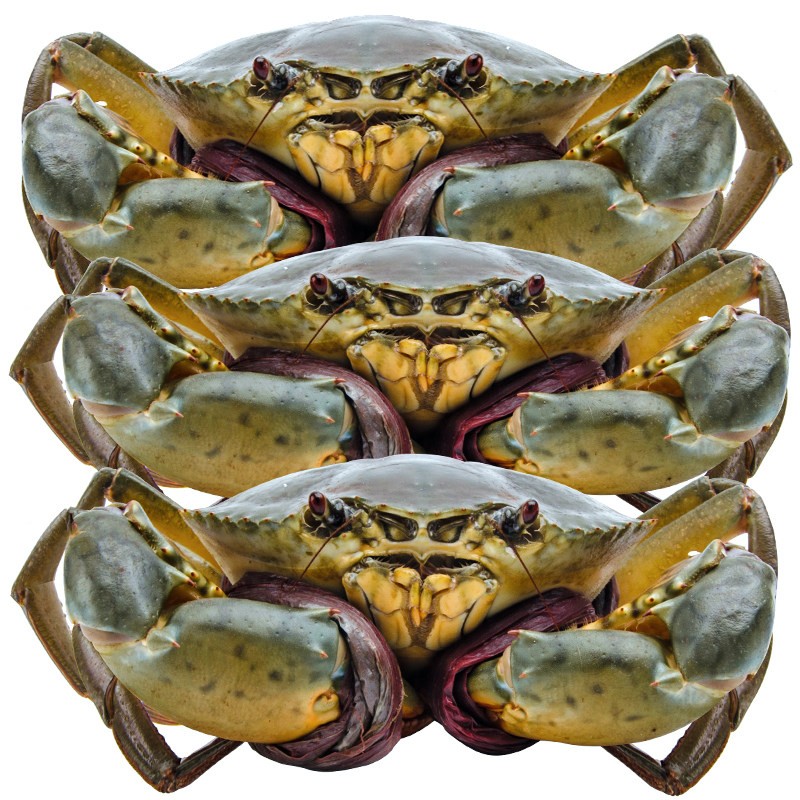 【活鲜】青蟹三门县特产公母螃蟹香辣肉蟹海鲜礼盒处子蟹 3-5只肉蟹总