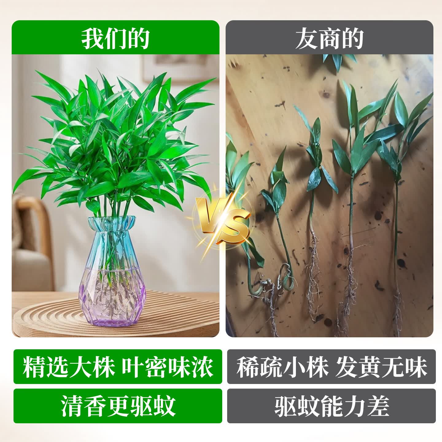 临雅竹柏驱蚊竹水培祛蚊植物室内外蚊子克星水养绿植花卉盆栽办公桌面 【水培驱蚊】竹柏(10棵)+灰色钻石瓶+营养液