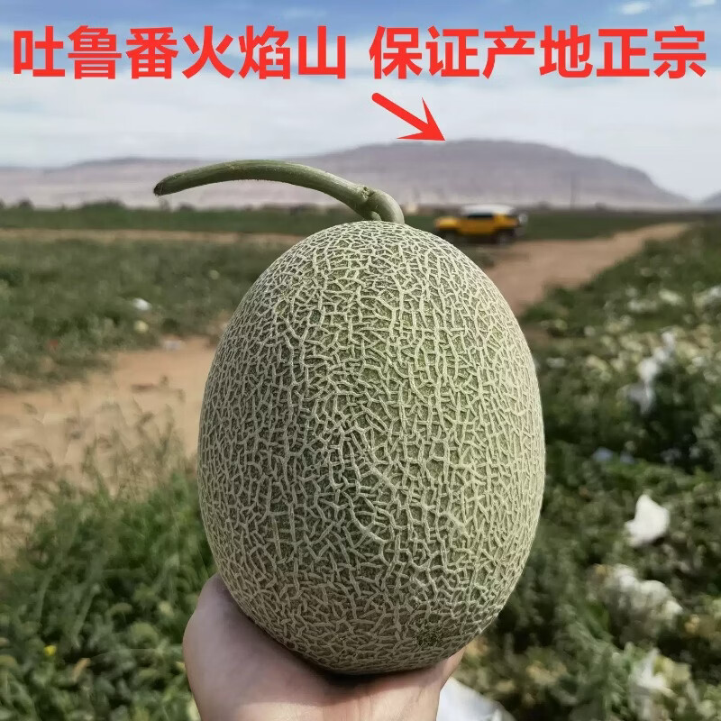 正宗新疆哈密瓜整箱吐鲁番西州蜜25号网纹瓜甜瓜生鲜哈密瓜水果 净重8-9斤【精选2个瓜】香甜多汁